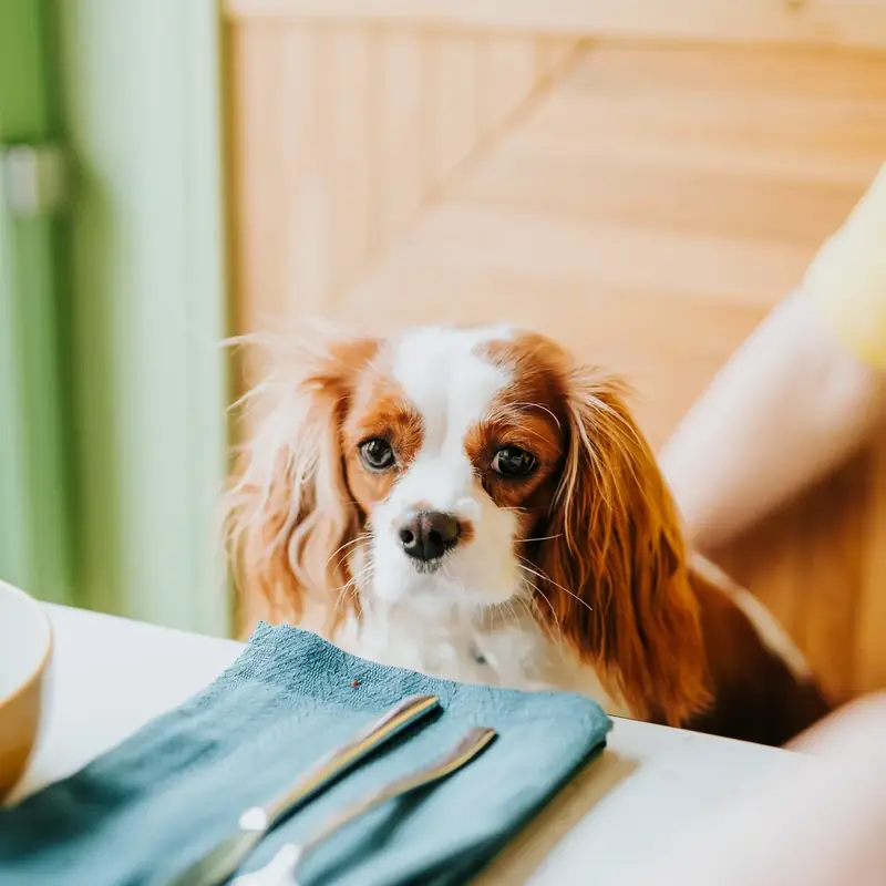 Pes pri stole — sme dog friendly